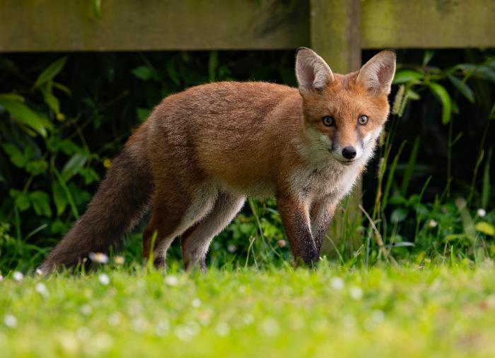 One of our resident foxes photographed by University Photographer Paul Shields